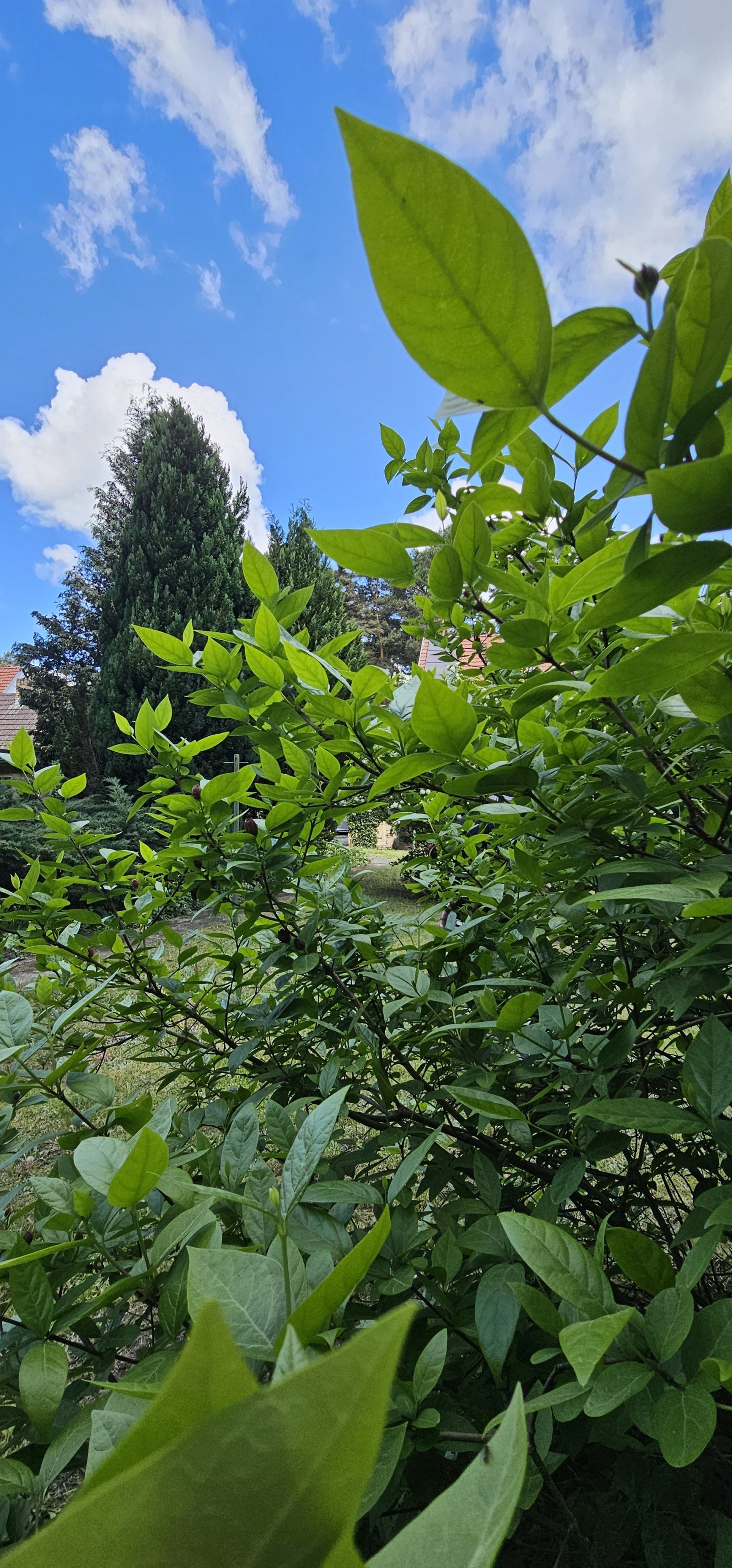 saniertes Mehrgenerationshaus in Reinsdorf