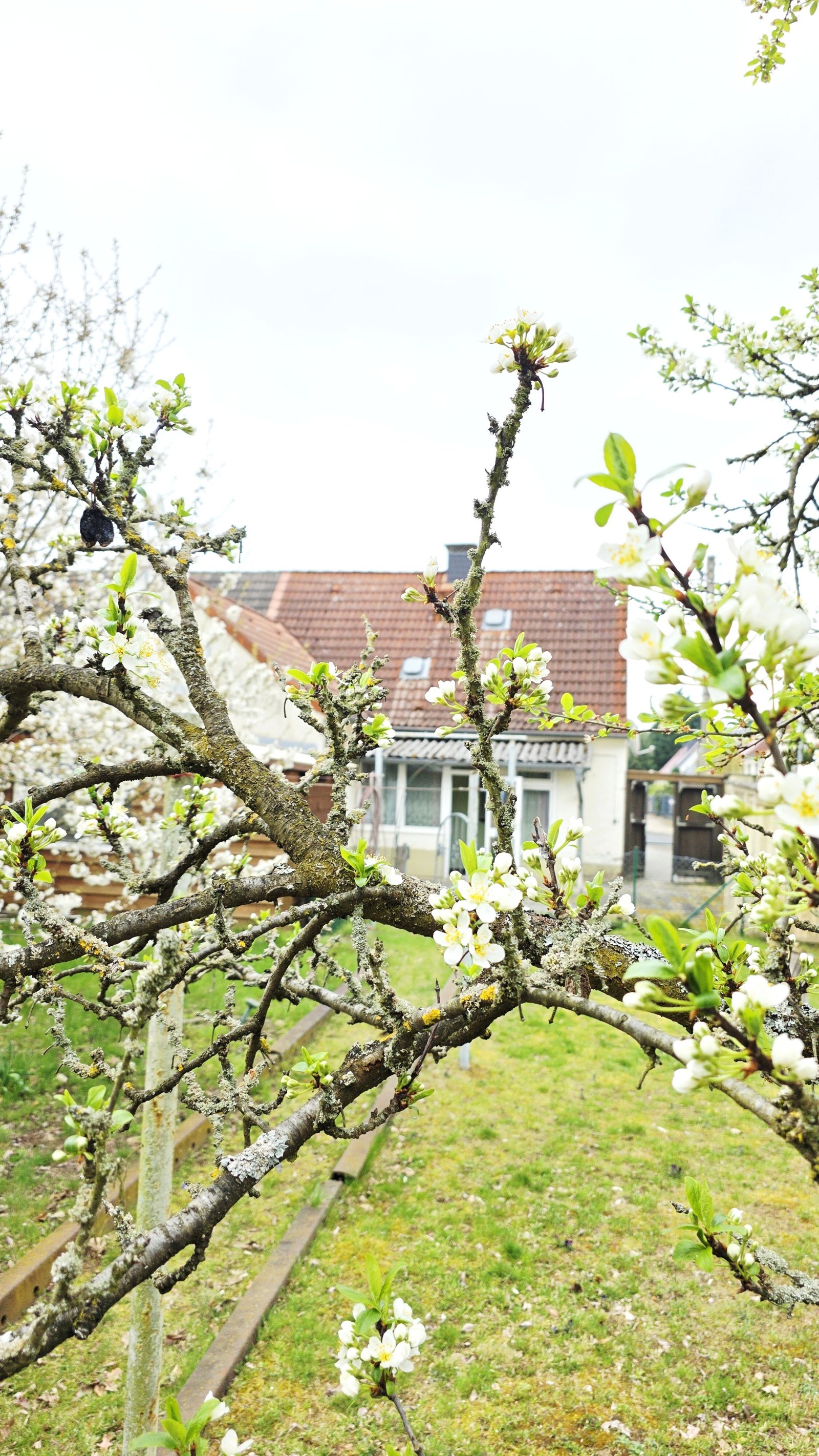sanierungsbedürftige Doppelhaushälfte in begehrter Lage in Roßlau